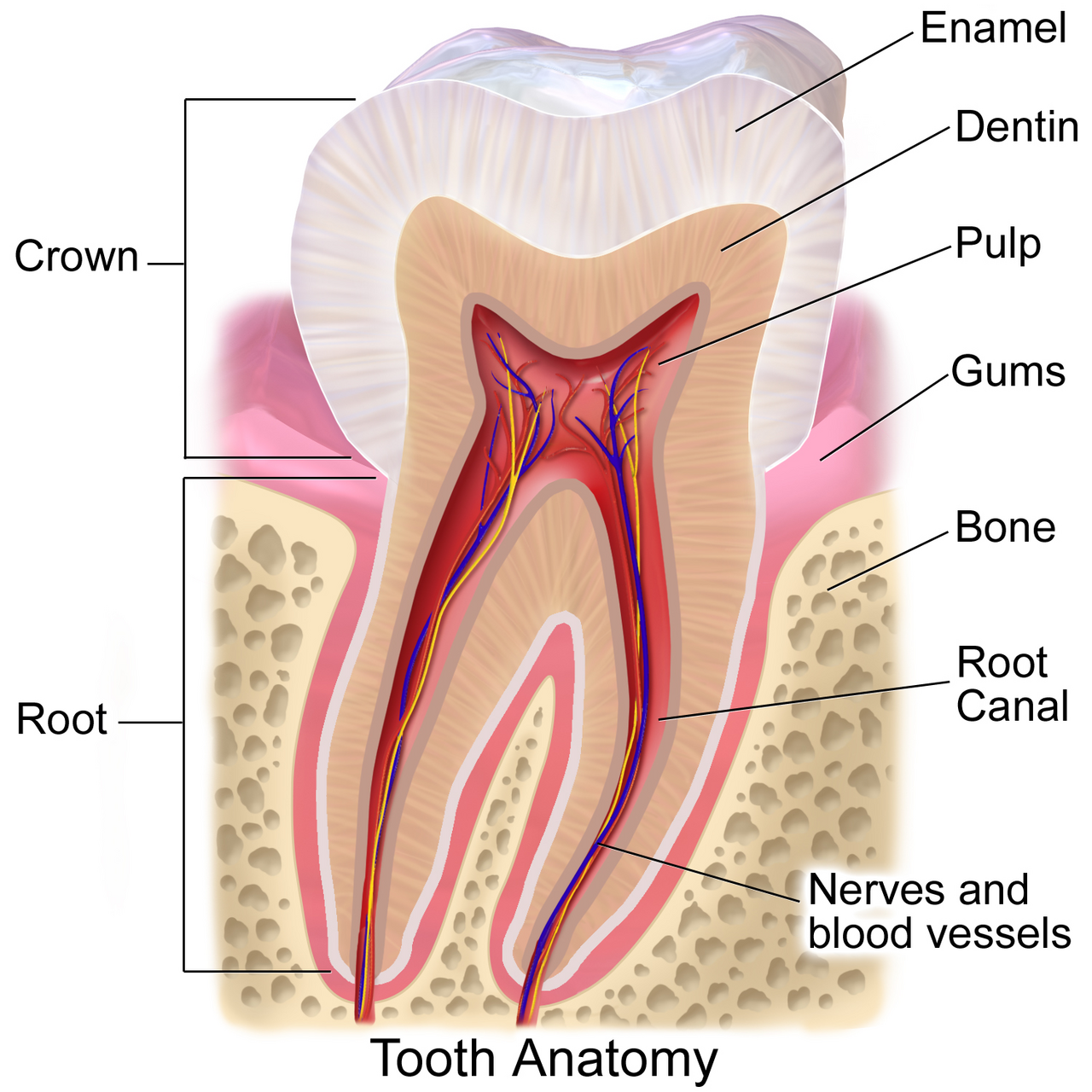 Anatomical diagram of a human tooth showing enamel, dentin, pulp, and root